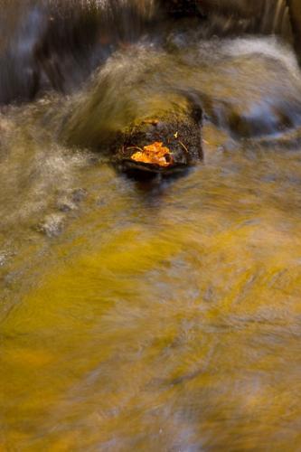 Boulder;Brown;Calm;Cascade;Cascading;Chute;Close-up;Fallen;Fallen Leaves;Falls;Gold;Great Lakes;Healing;Health care;Healthcare;Leaf;Macro;Maple Leaf;Michigan;Nature;Pouring;Ripple;Rock;Rock formations;Rocks;Stone;Stones;Stream;Streaming;Tan;United States;Upper Peninsular;Wabi Sabi;Water;Waterscape;Yellow;leaves;oneness;orange;peaceful;rapids;reflection;reflections;restful;serene;soothing;striation;tranquil;zen